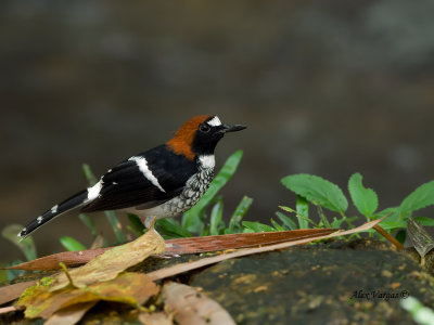 Chestnut-naped Forktail - male - 2011 - 4