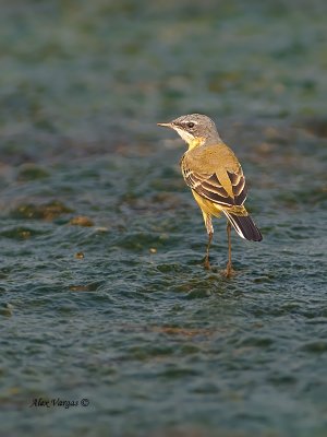 Yellow Wagtail - 2