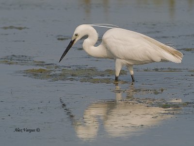 Great Egret -- sp 168
