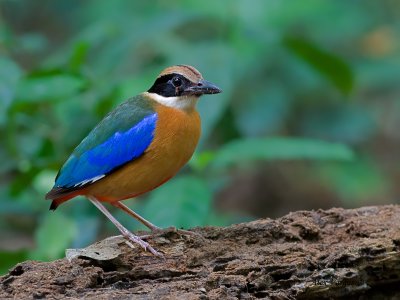 Blue-winged Pitta - & fly - 2011