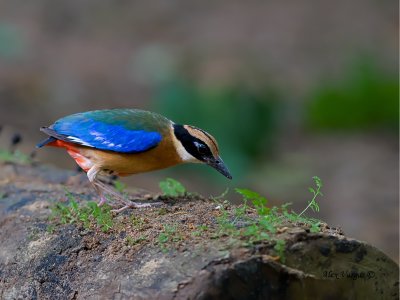 Blue-winged Pitta - feeding - 2011