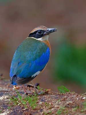 Blue-winged Pitta - back view - 2011