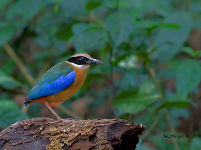 Blue-winged Pitta - further out - 2011