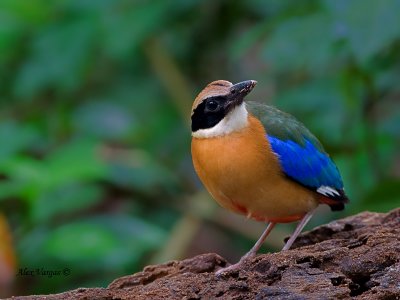 Blue-winged Pitta - looking up -2011