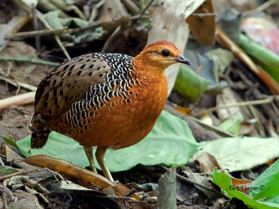 Ferruginous Partridge -- sp 355