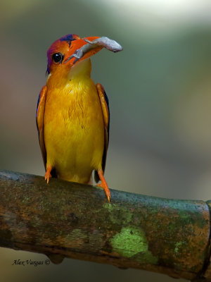 Black-backed Dwarf Kingfisher - 2011 - front view
