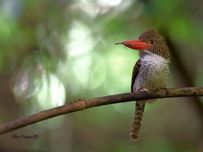 Banded Kingfisher - female - 2