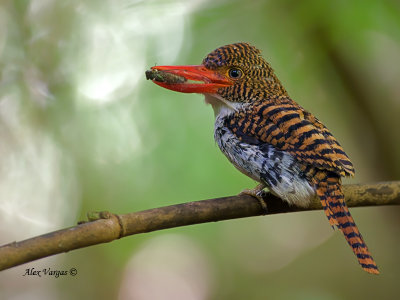 Banded Kingfisher - female