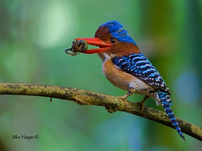 Banded Kingfisher - male