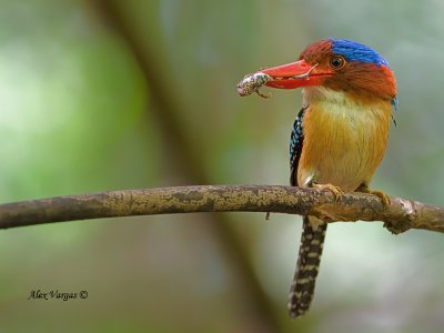 Banded Kingfisher - male - 2