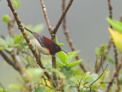 Black-throated Sunbird - male - looking down