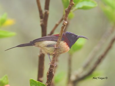 Black-throated Sunbird - male - in the mist