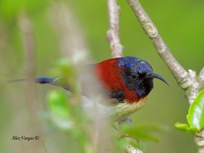 Black-throated Sunbird - male - hiding