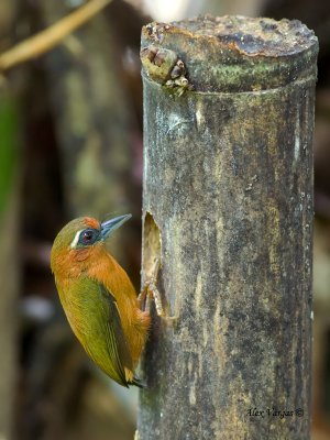 White-browed Piculet - female 3