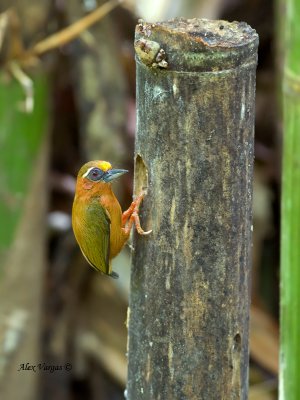 White-browed Piculet - male 2
