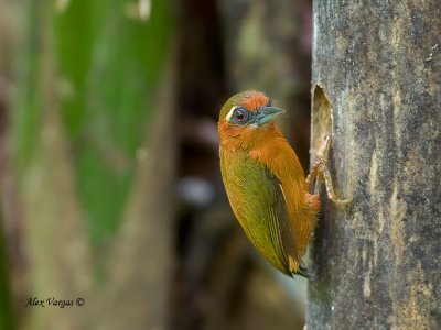 White-browed Piculet - female
