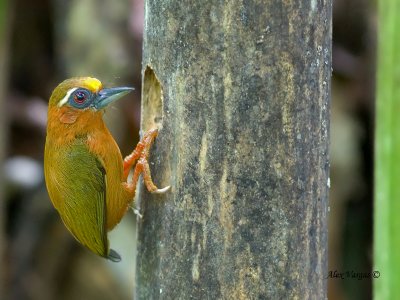 White-browed Piculet - male