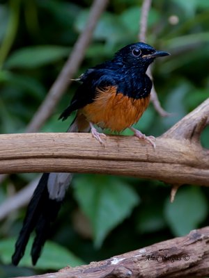 White-rumped Shama - male  - 2010 - all wet