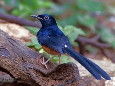 White-rumped Shama - male - 2010 - back view
