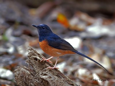 White-rumped Shama - female - 2010