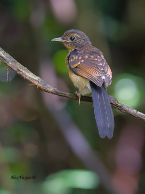 White-rumped Shama - juvenile 2011 - back view