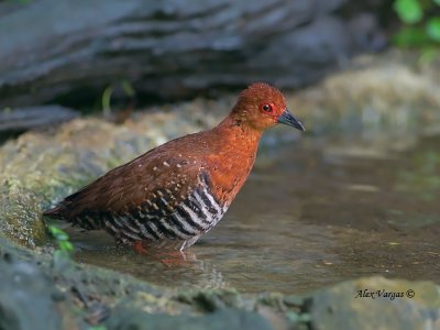 Red-legged Crake - 2011 - bath