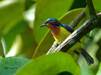 Ruby-cheeked Sunbird -- Sp 243