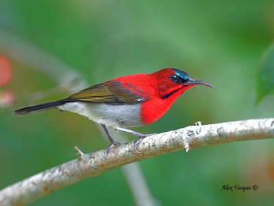 Crimson Sunbird - male - alert - 2011