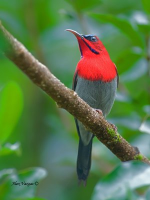 Crimson Sunbird -  male - profile - 2011