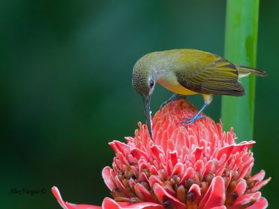 Little Spiderhunter - ginger feed