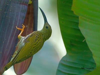 Streaked Spiderhunter - sp 361