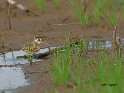 Greater Painted-snipe - female - 2