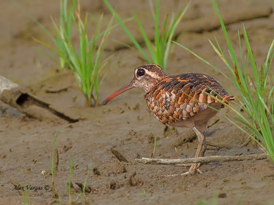 Greater Painted-snipe - sp 362