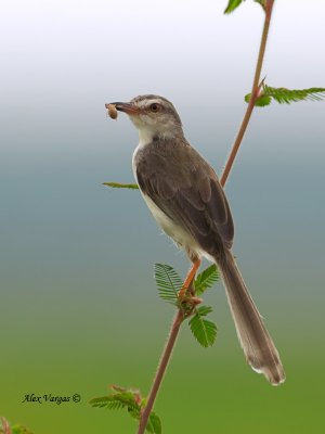 Plain Prinia - with prey - 2011