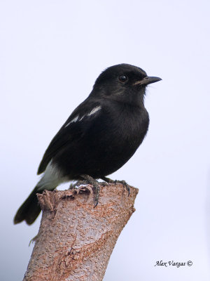Pied Buschat - male