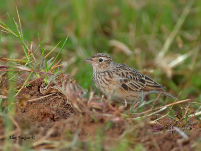 Oriental Skylark - in green