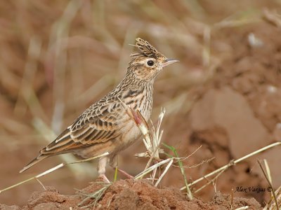 Oriental  Skylark - sp 364