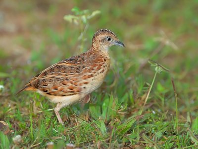 Small Buttonquail - sp 365