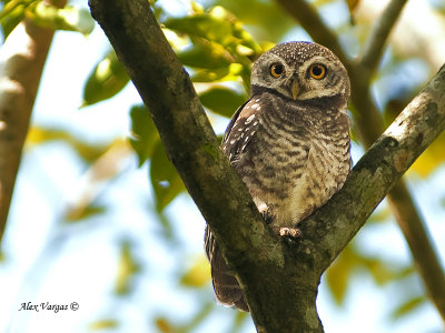 Spotted Owlet  - 2011 - 2
