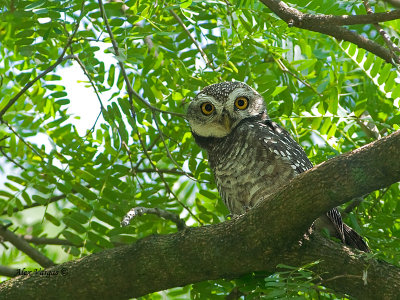 Spotted Owlet -- sp 129