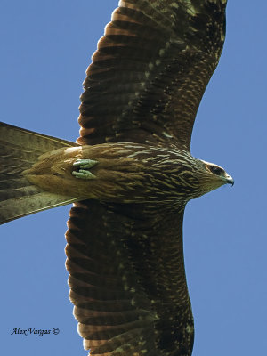 Black Kite - 2011 - flight crop