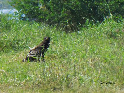 Greater Spotted Eagle - Nikon P500 - 2