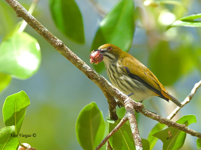Yellow-vented Flowerpecker - fig feast