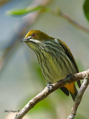 Yellow-vented Flowerpecker - looking