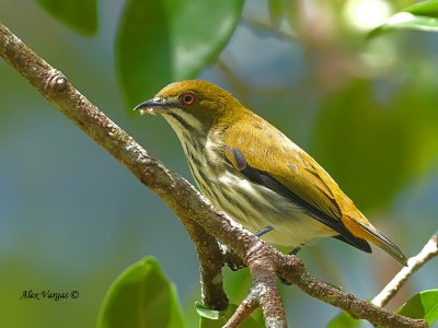 Yellow-vented Flowerpecker