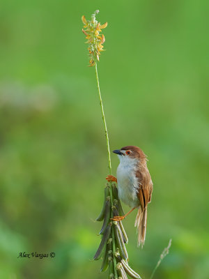 Yellow-eyed Babbler - on the flower - 2011