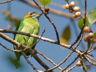 Blue-eared Barbet -- sp 21