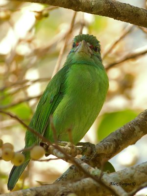 Moustached Barbet - look at me - 2011