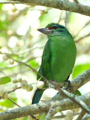 Moustached Barbet - looking back - 2011