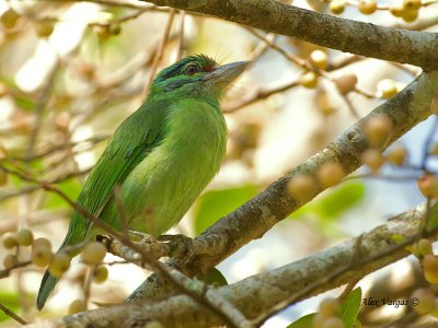 Moustached Barbet - alert - 2011